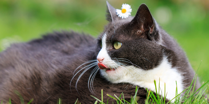 constipation in pets, my pet won't poop, my pet can't poop, pet health, emergency vet, Animal Emergency & Referral Center of Minnesota, veterinary medicine, vetmed, pet owners, pet parents