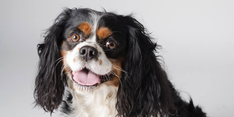 heart disease in pets, veterinary cardiology, pet heart health, pet cardiology, Twin Cities veterinary cardiologist, Minnesota veterinary cardiologist, Animal Emergency & Referral Center of Minnesota