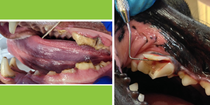 chew toys, dog chew toys, dog oral health, dog dentistry, dog mouth health, Animal Emergency & Referral Center of Minnesota, veterinary dentistry, Twin Cities veterinary dentistry, Minnesota veterinary dentistry, Dentistry & Oral Surgery, Twin Cities veterinary dentist, Minnesota veterinary dentist, board-certified veterinary dentist