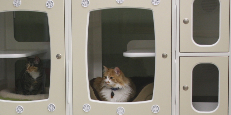 hyperthyroidism, cats, cat health, veterinary, Internal Medicine, Twin Cities veterinary internist, Minnesota veterinary internist, Animal Emergency & Referral Center of Minnesota, hyperthyroidism in cats, hyperthyroidism treatment options, I-131