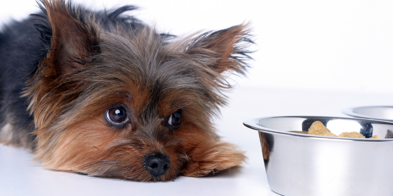 constipation in pets, my pet won't poop, my pet can't poop, pet health, emergency vet, Animal Emergency & Referral Center of Minnesota, veterinary medicine, vetmed, pet owners, pet parents