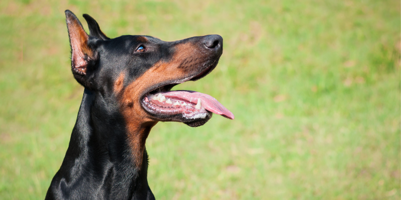 heart disease in pets, veterinary cardiology, pet heart health, pet cardiology, Twin Cities veterinary cardiologist, Minnesota veterinary cardiologist, Animal Emergency & Referral Center of Minnesota