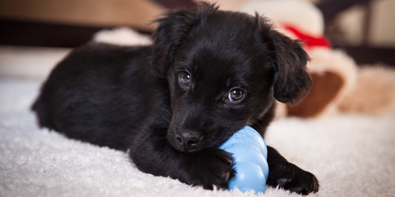 chew toys, dog chew toys, dog oral health, dog dentistry, dog mouth health, Animal Emergency & Referral Center of Minnesota, veterinary dentistry, Twin Cities veterinary dentistry, Minnesota veterinary dentistry, Dentistry & Oral Surgery, Twin Cities veterinary dentist, Minnesota veterinary dentist, board-certified veterinary dentist