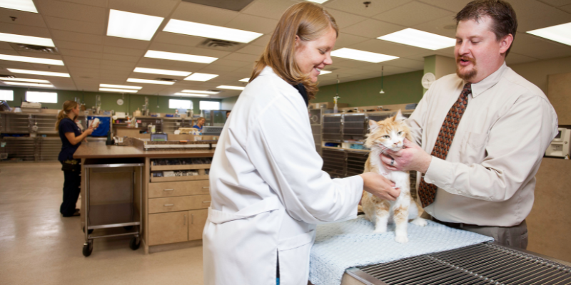 hyperthyroidism, cats, cat health, veterinary, Internal Medicine, Twin Cities veterinary internist, Minnesota veterinary internist, Animal Emergency & Referral Center of Minnesota, hyperthyroidism in cats, hyperthyroidism treatment options, I-131