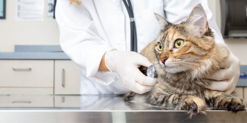 constipation in pets, my pet won't poop, my pet can't poop, pet health, emergency vet, Animal Emergency & Referral Center of Minnesota, veterinary medicine, vetmed, pet owners, pet parents