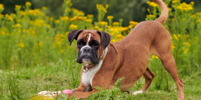 heart disease in pets, veterinary cardiology, pet heart health, pet cardiology, Twin Cities veterinary cardiologist, Minnesota veterinary cardiologist, Animal Emergency & Referral Center of Minnesota