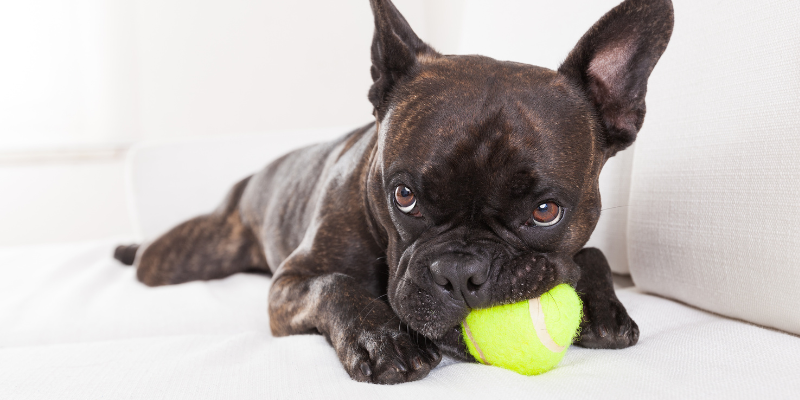 chew toys, dog chew toys, dog oral health, dog dentistry, dog mouth health, Animal Emergency & Referral Center of Minnesota, veterinary dentistry, Twin Cities veterinary dentistry, Minnesota veterinary dentistry, Dentistry & Oral Surgery, Twin Cities veterinary dentist, Minnesota veterinary dentist, board-certified veterinary dentist