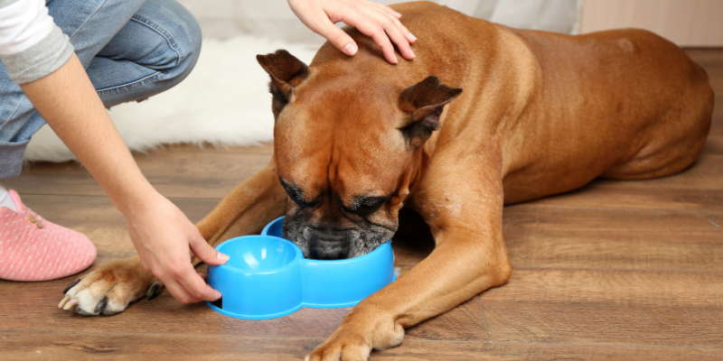 constipation in pets, my pet won't poop, my pet can't poop, pet health, emergency vet, Animal Emergency & Referral Center of Minnesota, veterinary medicine, vetmed, pet owners, pet parents