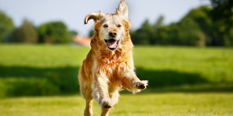 heart disease in pets, veterinary cardiology, pet heart health, pet cardiology, Twin Cities veterinary cardiologist, Minnesota veterinary cardiologist, Animal Emergency & Referral Center of Minnesota