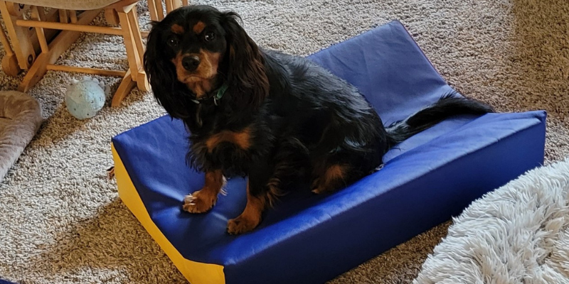 Fur-Tunately: Stories of Animal Survival, Animal Emergency & Referral Center of Minnesota, Twin Cities animal emergency hospital, Minnesota animal emergency hospital, Twin Cities emergency vet, Minnesota emergency vet, inhaler, pet toxins, pet health, pet emergency, Albuterol liquid