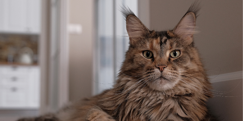 heart disease in pets, veterinary cardiology, pet heart health, pet cardiology, Twin Cities veterinary cardiologist, Minnesota veterinary cardiologist, Animal Emergency & Referral Center of Minnesota