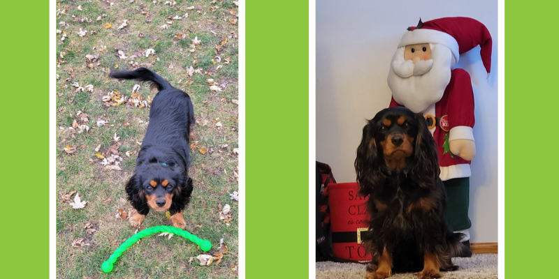 Fur-Tunately: Stories of Animal Survival, Animal Emergency & Referral Center of Minnesota, Twin Cities animal emergency hospital, Minnesota animal emergency hospital, Twin Cities emergency vet, Minnesota emergency vet, inhaler, pet toxins, pet health, pet emergency, Albuterol liquid