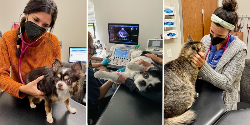 heart disease in pets, veterinary cardiology, pet heart health, pet cardiology, Twin Cities veterinary cardiologist, Minnesota veterinary cardiologist, Animal Emergency & Referral Center of Minnesota