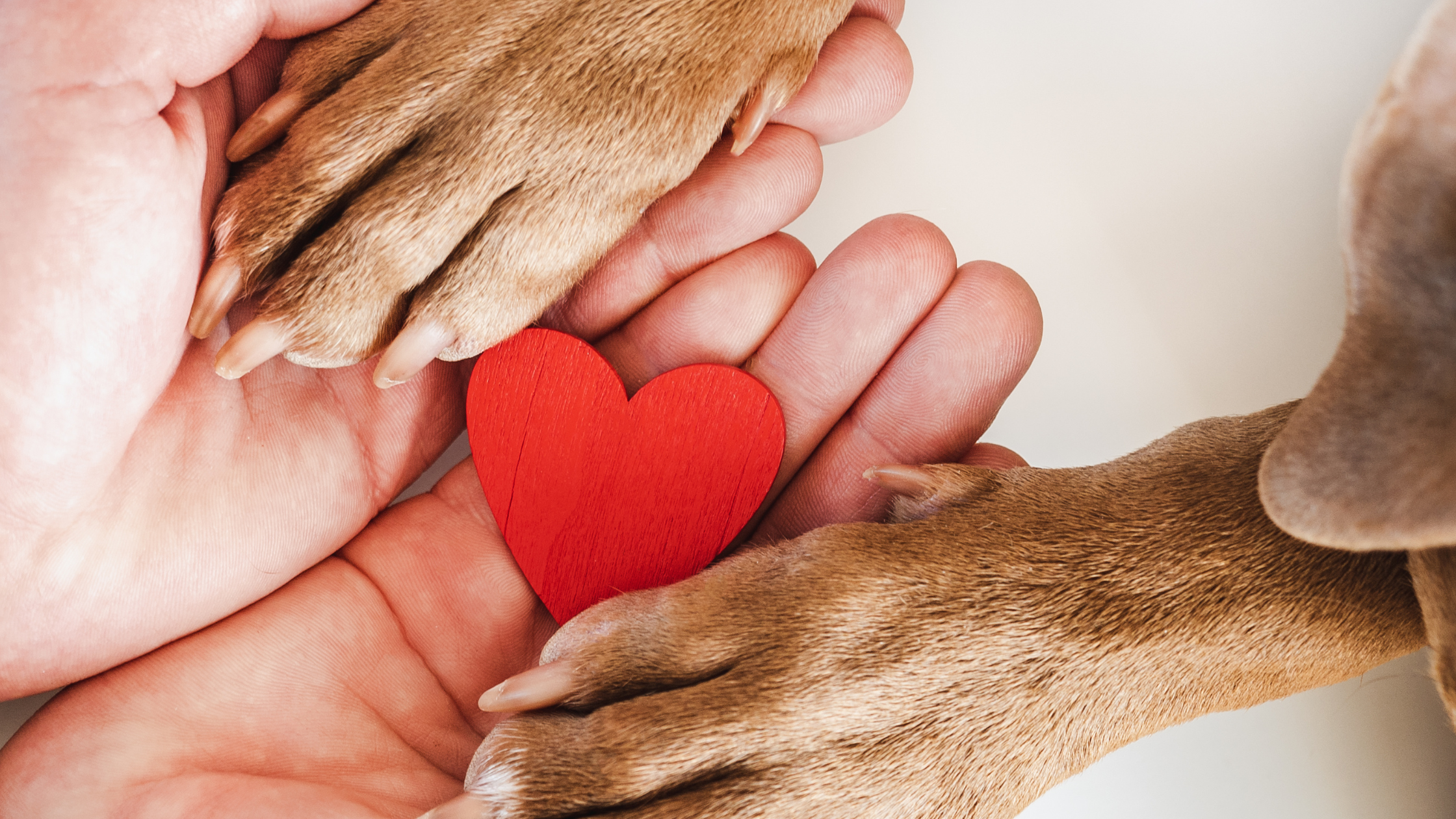 Top 5 Most Common Dog and Cat Breeds Affected by Heart Disease
