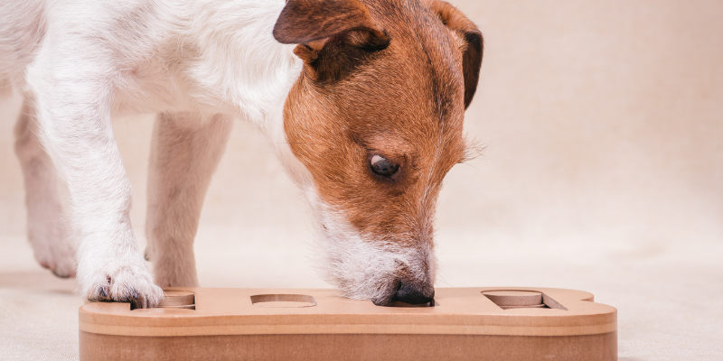 chew toys, dog chew toys, dog oral health, dog dentistry, dog mouth health, Animal Emergency & Referral Center of Minnesota, veterinary dentistry, Twin Cities veterinary dentistry, Minnesota veterinary dentistry, Dentistry & Oral Surgery, Twin Cities veterinary dentist, Minnesota veterinary dentist, board-certified veterinary dentist