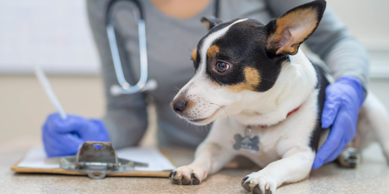 chew toys, dog chew toys, dog oral health, dog dentistry, dog mouth health, Animal Emergency & Referral Center of Minnesota, veterinary dentistry, Twin Cities veterinary dentistry, Minnesota veterinary dentistry, Dentistry & Oral Surgery, Twin Cities veterinary dentist, Minnesota veterinary dentist, board-certified veterinary dentist