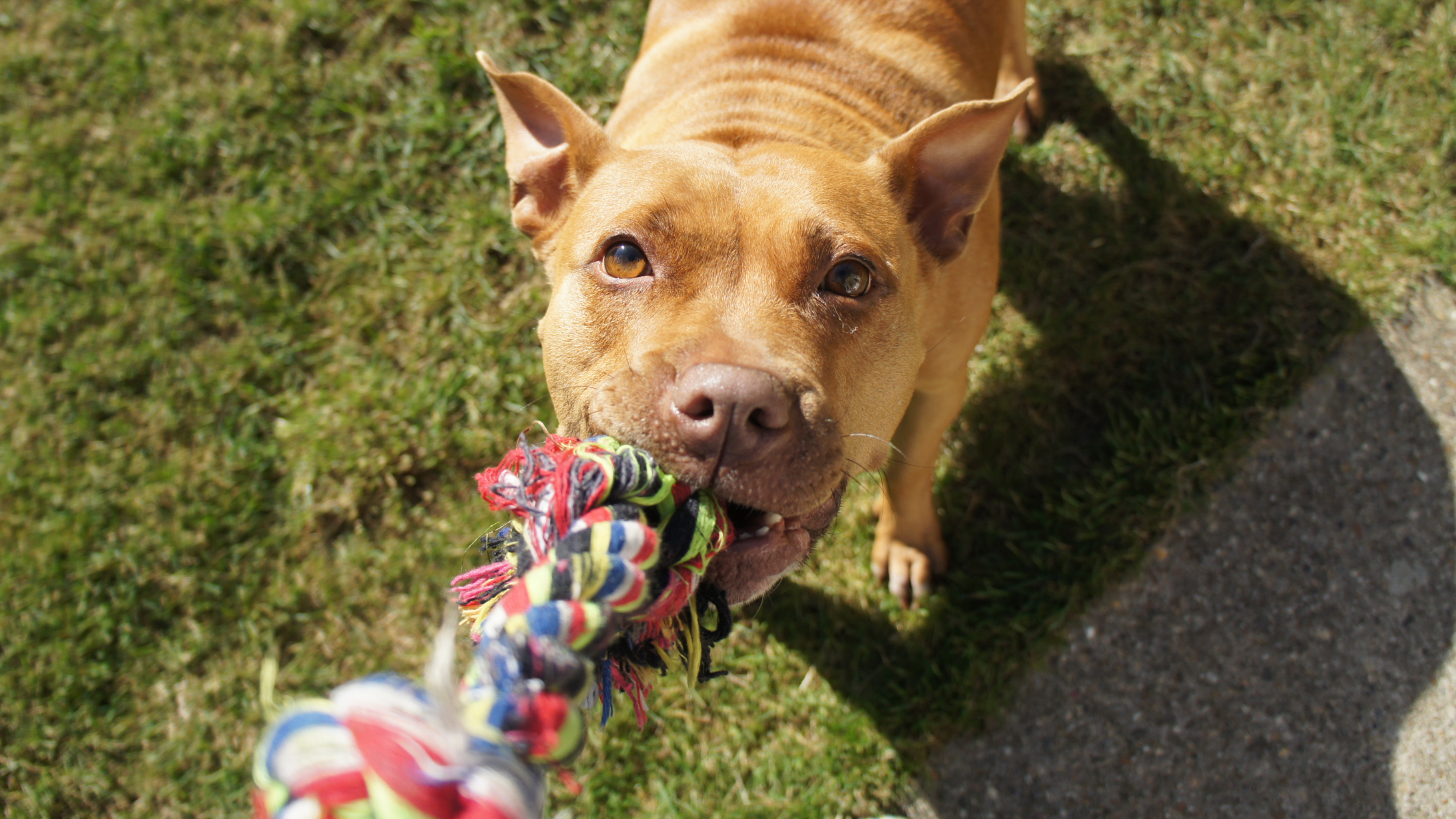 Chew Toys Guide for Dogs