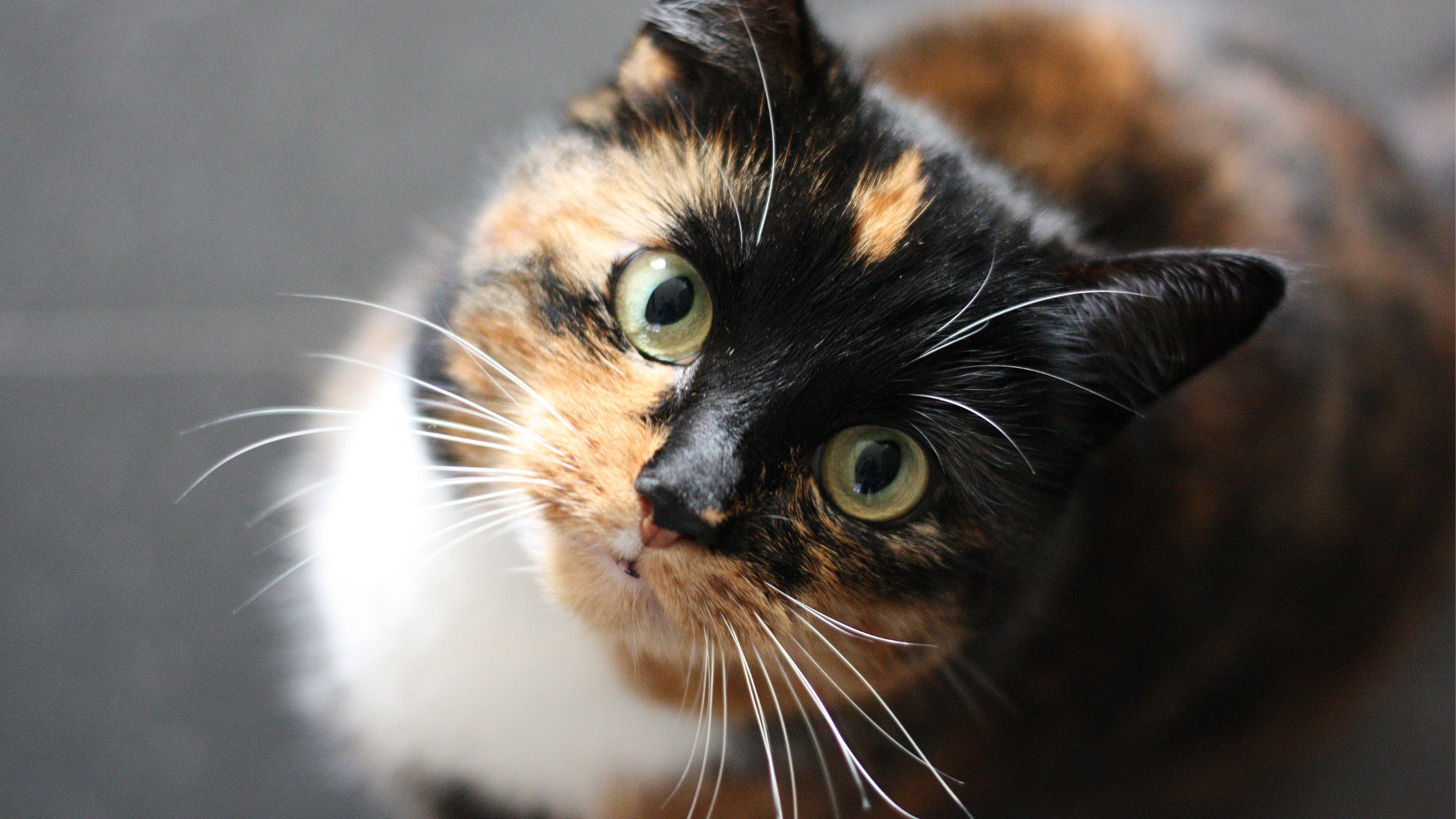 Hyperthyroidism in Cats