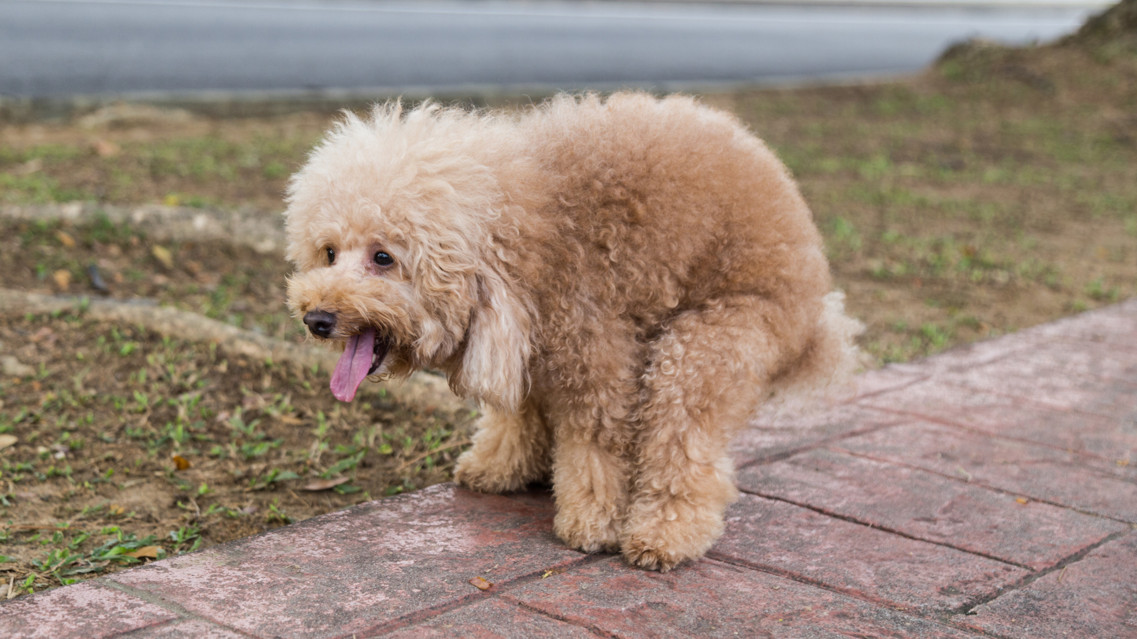 When Your Pet Just Can’t Go: Constipation in Pets