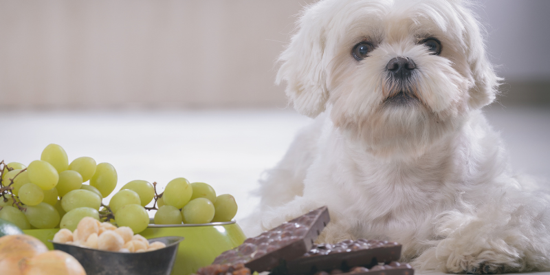 human foods that are toxic to pets, pet toxins, pet safety, pet health, emergency vet, veterinary, pet emergency, pet poisons, Animal Emergency & Referral Center of Minnesota