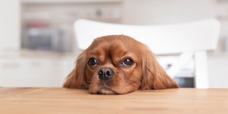 human foods that are toxic to pets, pet toxins, pet safety, pet health, emergency vet, veterinary, pet emergency, pet poisons, Animal Emergency & Referral Center of Minnesota