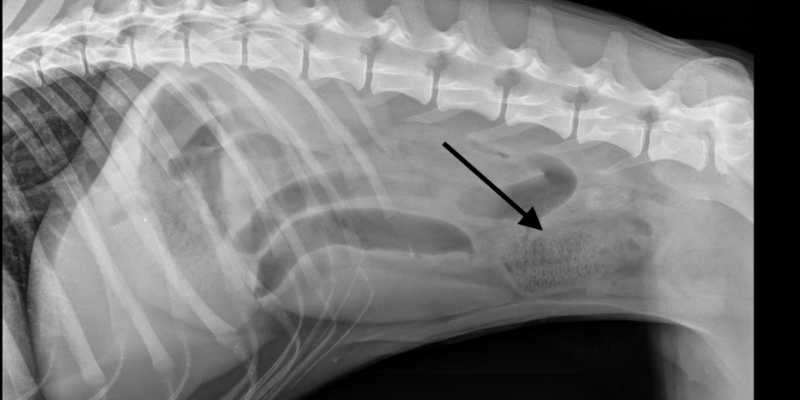veterinary x-rays, veterinary surgery, veterinary surgery questions, veterinary surgeon, Twin Cities veterinary surgeon, Minnesota veterinary surgeon, Animal Emergency & Referral Center of Minnesota