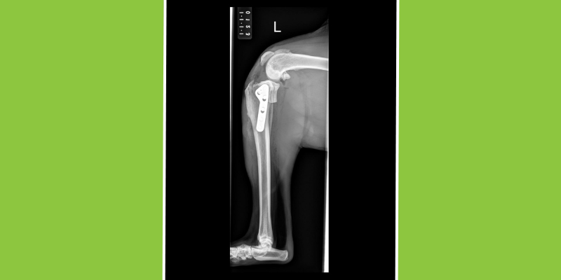 veterinary x-rays, veterinary surgery, veterinary surgery questions, veterinary surgeon, Twin Cities veterinary surgeon, Minnesota veterinary surgeon, Animal Emergency & Referral Center of Minnesota
