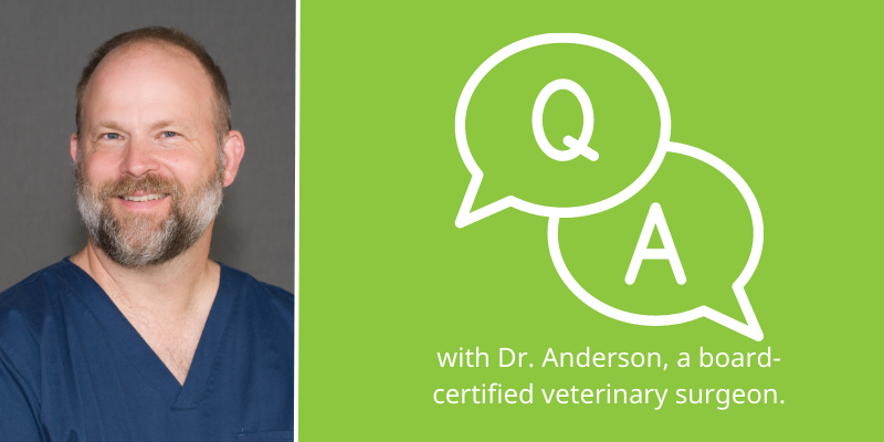 veterinary surgery, veterinary surgery questions, veterinary surgeon, Twin Cities veterinary surgeon, Minnesota veterinary surgeon, Animal Emergency & Referral Center of Minnesota