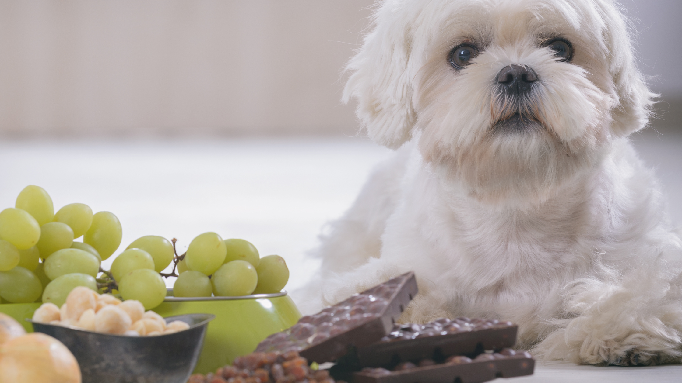 10 Most Common Human Foods That Are Toxic to Pets