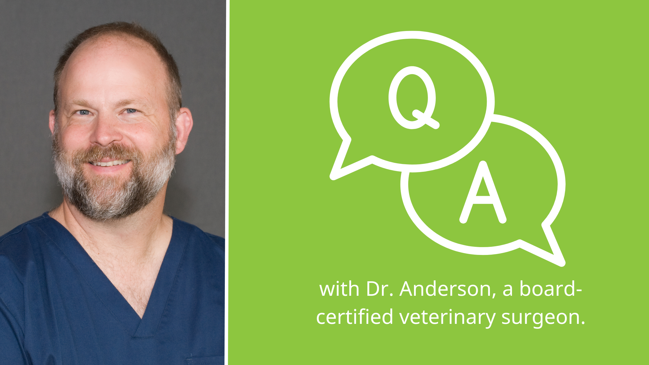 Q&A with a Board-Certified Veterinary Surgeon