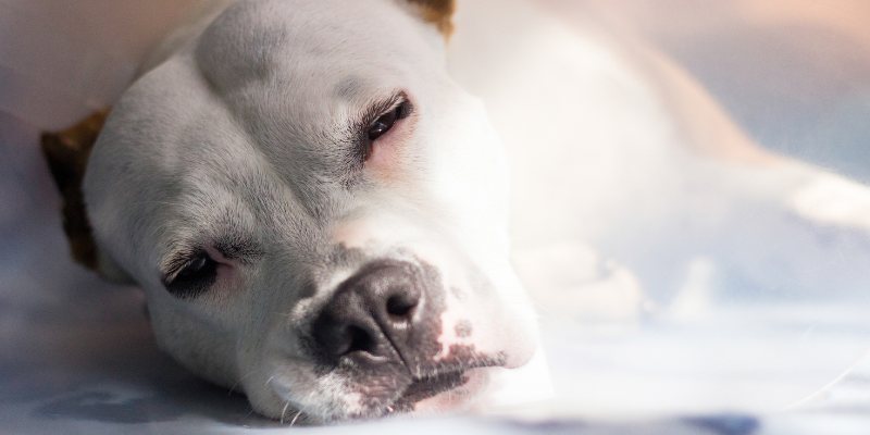 pet allergies, allergies in pets, Twin Cities veterinary dermatologist, Minnesota veterinary dermatologist, pet health, pet dermatology, veterinary dermatology, emergency symptoms, emergency dermatological symptoms, urgent care dermatological symptoms, Animal Emergency & Referral Center of Minnesota