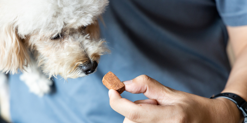 pet health, preventatives, preventatives for pets, pet preventatives, cautions, tips, Animal Emergency & Referral Center of Minnesota