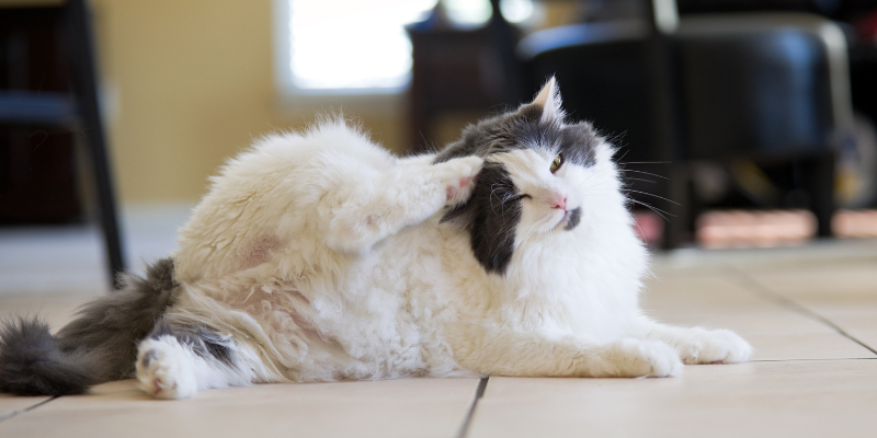 pet allergies, allergies in pets, Twin Cities veterinary dermatologist, Minnesota veterinary dermatologist, pet health, pet dermatology, veterinary dermatology, emergency symptoms, emergency dermatological symptoms, urgent care dermatological symptoms, Animal Emergency & Referral Center of Minnesota