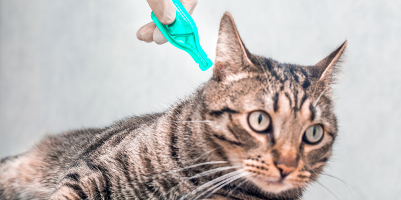 pet health, preventatives, preventatives for pets, pet preventatives, cautions, tips, Animal Emergency & Referral Center of Minnesota