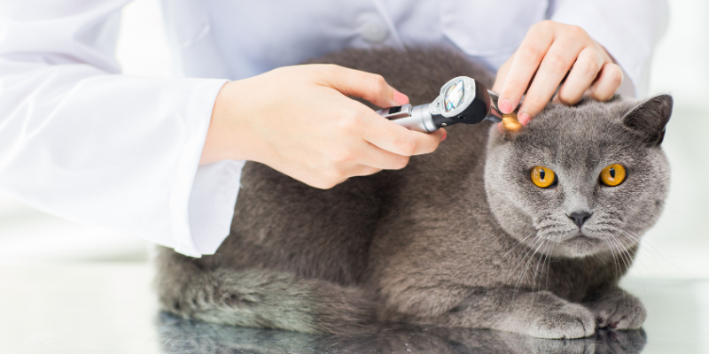 pet allergies, allergies in pets, Twin Cities veterinary dermatologist, Minnesota veterinary dermatologist, pet health, pet dermatology, veterinary dermatology, emergency symptoms, emergency dermatological symptoms, urgent care dermatological symptoms, Animal Emergency & Referral Center of Minnesota