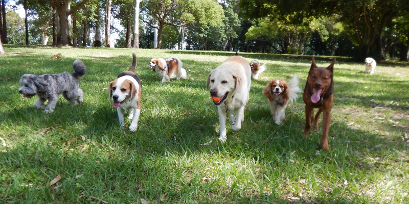 pet health, preventatives, preventatives for pets, pet preventatives, cautions, tips, Animal Emergency & Referral Center of Minnesota