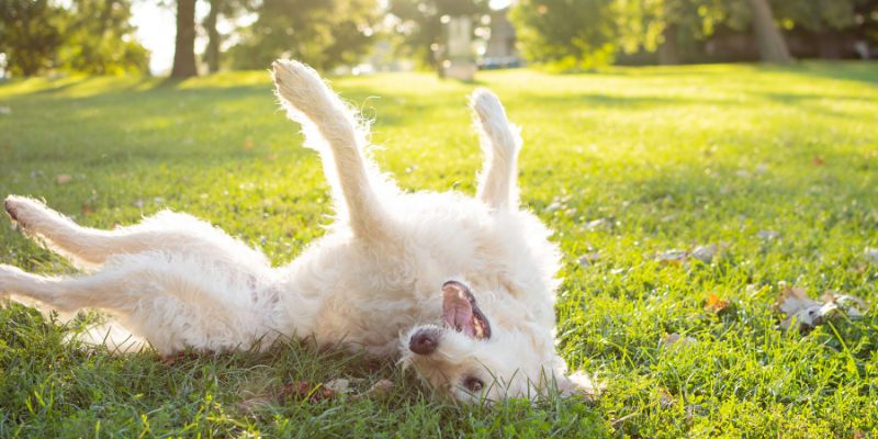 pet allergies, allergies in pets, Twin Cities veterinary dermatologist, Minnesota veterinary dermatologist, pet health, pet dermatology, veterinary dermatology, emergency symptoms, emergency dermatological symptoms, urgent care dermatological symptoms, Animal Emergency & Referral Center of Minnesota