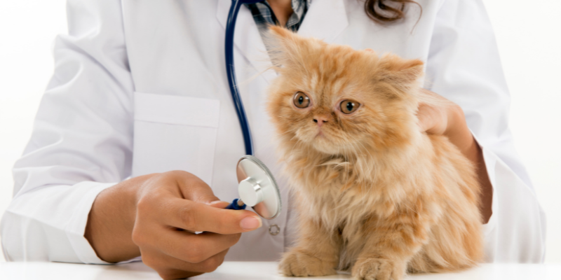 veterinary neurology, Twin Cities veterinary neurologist, Minnesota veterinary neurologist, Animal Emergency & Referral Center of Minnesota, veterinary neurology symptoms, seizures, pain, difficulty walking, vestibular disease