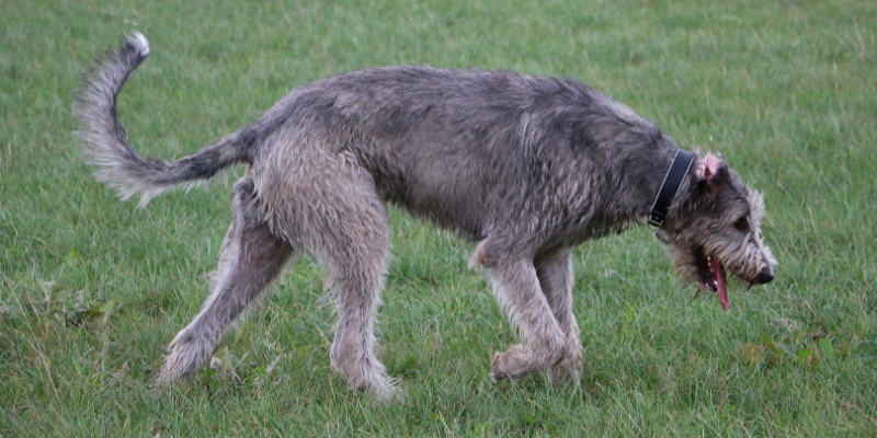 veterinary neurology, Twin Cities veterinary neurologist, Minnesota veterinary neurologist, Animal Emergency & Referral Center of Minnesota, veterinary neurology symptoms, seizures, pain, difficulty walking, vestibular disease