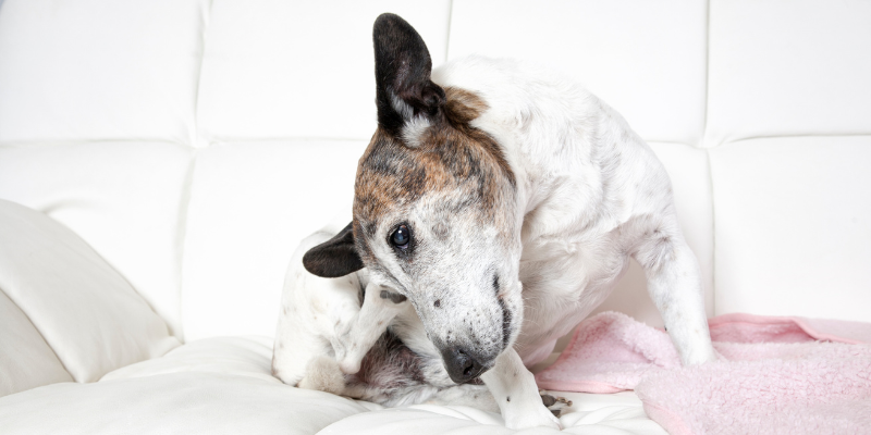 pet allergies, allergies in pets, Twin Cities veterinary dermatologist, Minnesota veterinary dermatologist, pet health, pet dermatology, veterinary dermatology, emergency symptoms, emergency dermatological symptoms, urgent care dermatological symptoms, Animal Emergency & Referral Center of Minnesota