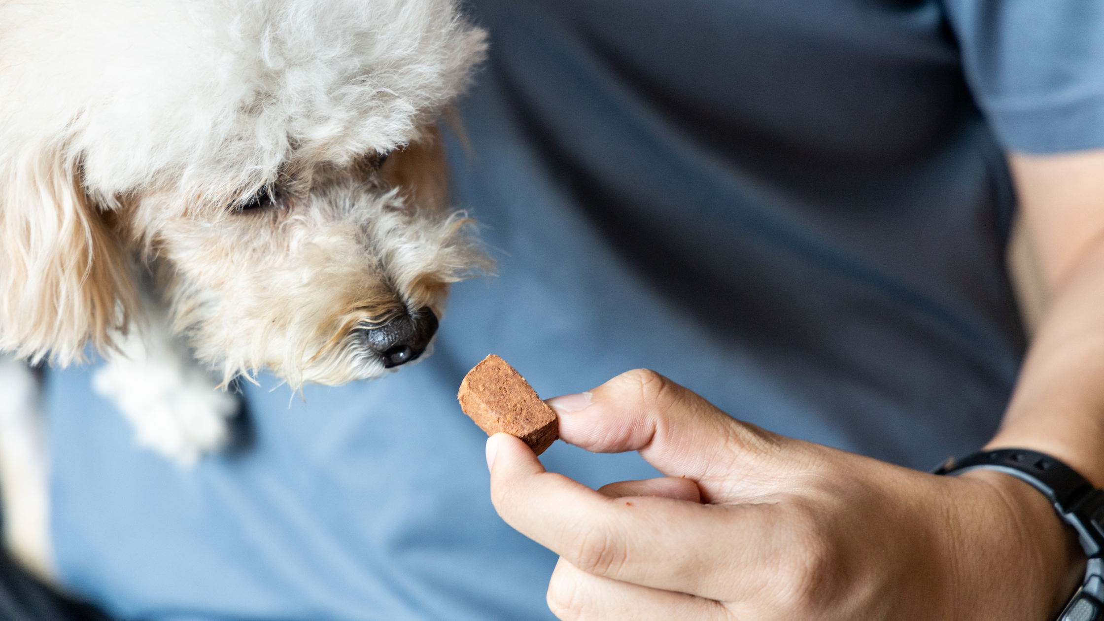 Cautions to Consider with Your Pet’s Preventatives