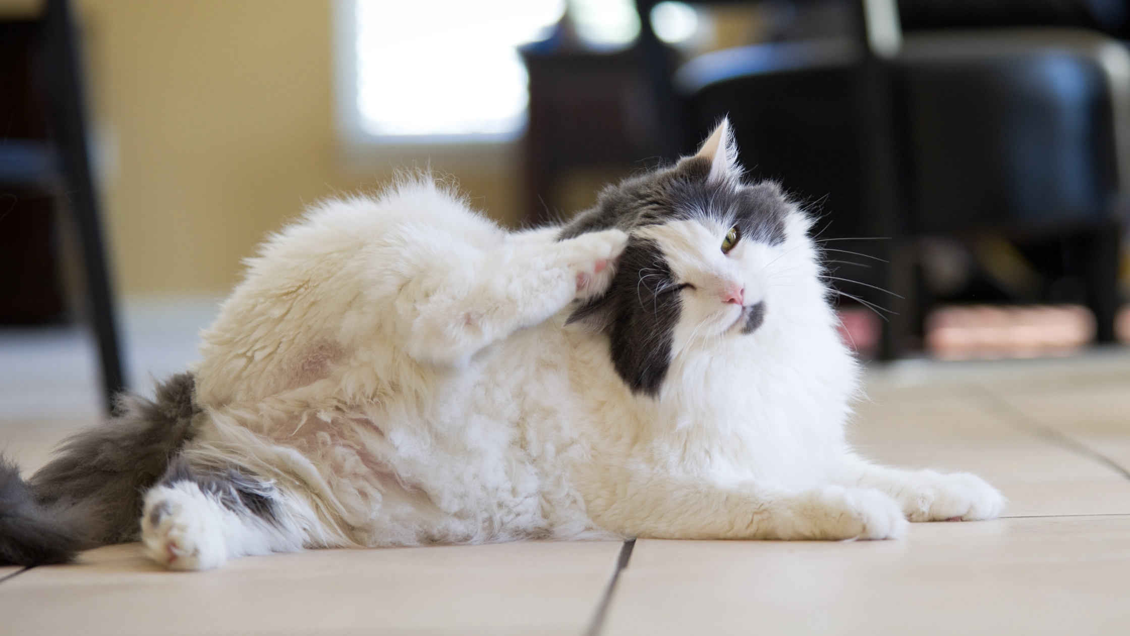 What Qualifies as a Dermatologic Pet Emergency?