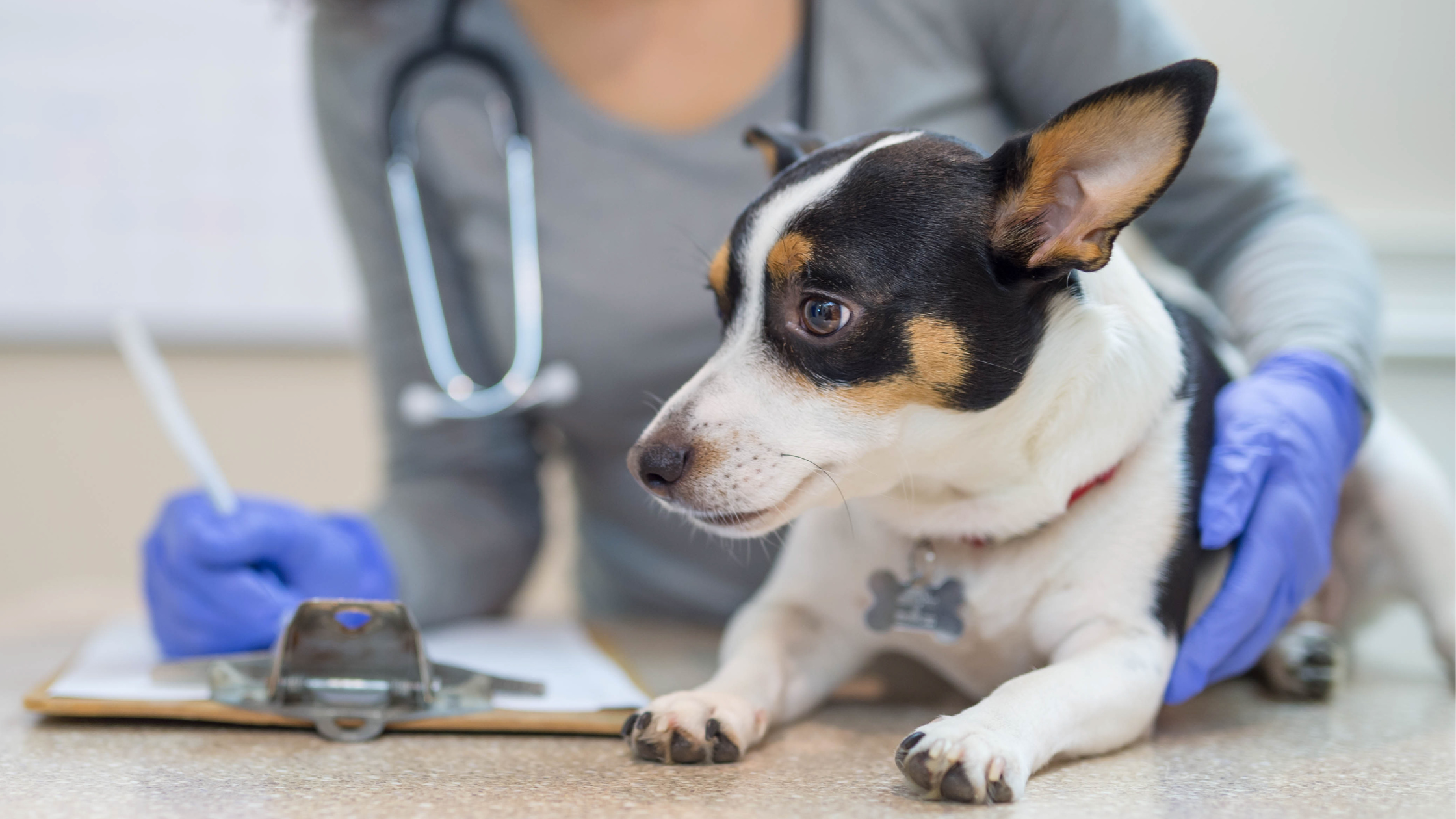The 4 Most Common Reasons Pets Visit Our Neurology Service