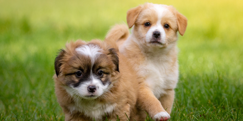 parvo, parvovirus, parvovirus in puppies, parvovirus in dogs, dog health, puppy health, dog owners, dog parents, pet health, veterinary, veterinary medicine, Twin Cities emergency vet, Minnesota animal emergency hospital, emergency veterinary care, Animal Emergency & Referral Center of Minnesota