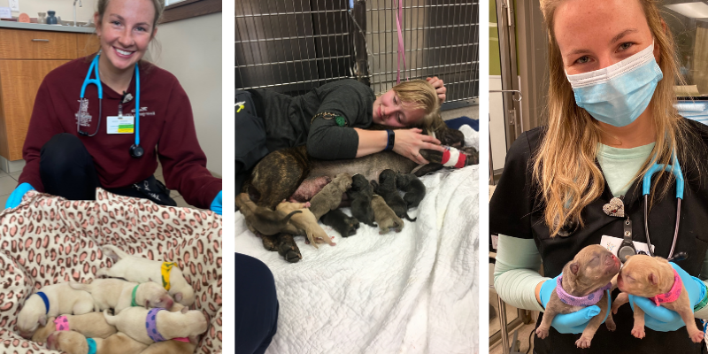 pet health, expecting dogs, expecting cats, cat mom, dog mom, active labor, post-birth illnesses, dystocia, dystocia in cats, dystocia in dogs, pregnant dogs, pregnant cats, pregnant pets, post-delivery risks, pet emergency, pet labors, pet labor stages, mastitis, eclampsia, pet emergency