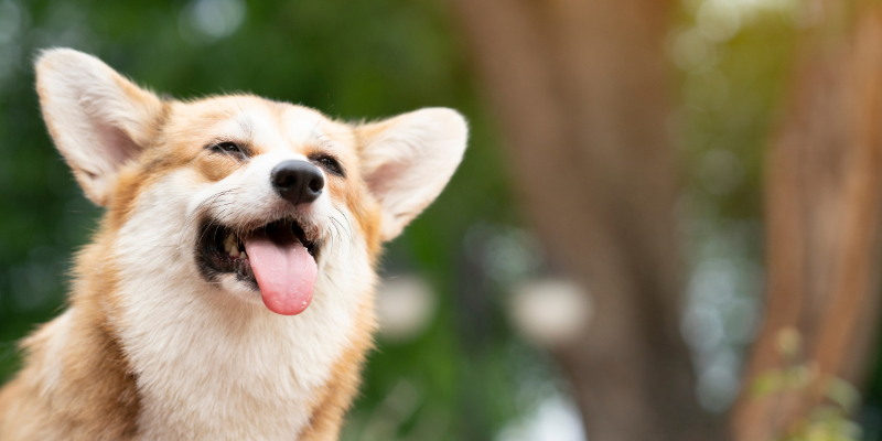 dog, panting, summer must haves for dogs, dog health, dog safety, summer dogs, Minnesota dogs, dogs of Minneapolis, Animal Emergency & Referral Center of Minnesota