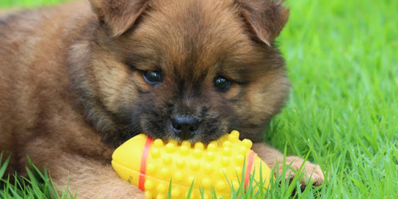 parvo, parvovirus, parvovirus in puppies, parvovirus in dogs, dog health, puppy health, dog owners, dog parents, pet health, veterinary, veterinary medicine, Twin Cities emergency vet, Minnesota animal emergency hospital, emergency veterinary care, Animal Emergency & Referral Center of Minnesota