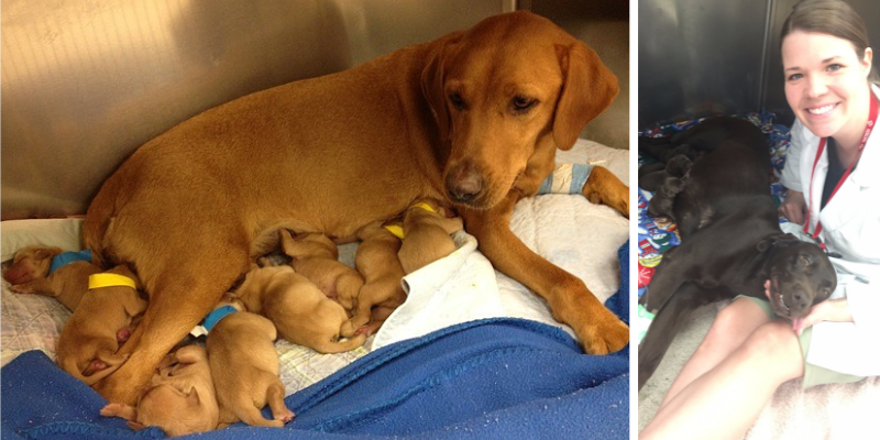 pet health, expecting dogs, expecting cats, cat mom, dog mom, active labor, post-birth illnesses, dystocia, dystocia in cats, dystocia in dogs, pregnant dogs, pregnant cats, pregnant pets, post-delivery risks, pet emergency, pet labors, pet labor stages, mastitis, eclampsia, pet emergency