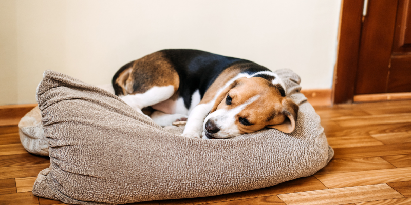 parvo, parvovirus, parvovirus in puppies, parvovirus in dogs, dog health, puppy health, dog owners, dog parents, pet health, veterinary, veterinary medicine, Twin Cities emergency vet, Minnesota animal emergency hospital, emergency veterinary care, Animal Emergency & Referral Center of Minnesota