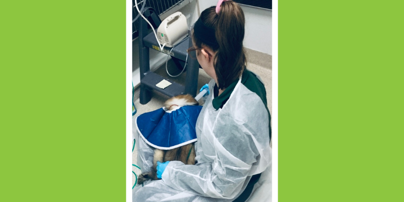 parvo, parvovirus, parvovirus in puppies, parvovirus in dogs, dog health, puppy health, dog owners, dog parents, pet health, veterinary, veterinary medicine, Twin Cities emergency vet, Minnesota animal emergency hospital, emergency veterinary care, Animal Emergency & Referral Center of Minnesota